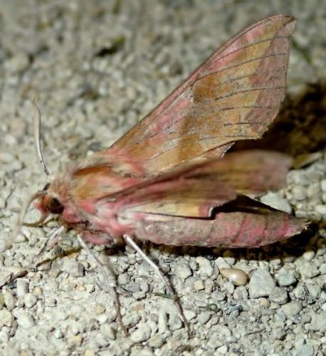 Réf. 266 451 : Deilephila porcellus